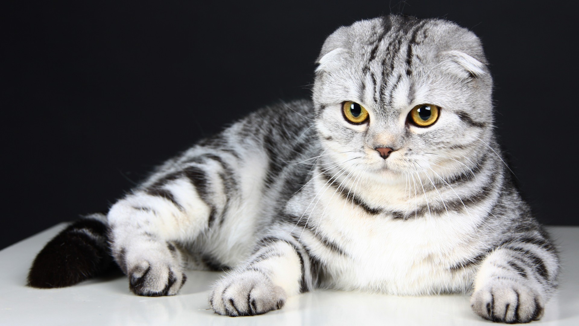 Scottish Fold, Cat, kitten, eyes, gray, wool, cute, animal, pet (horizontal)