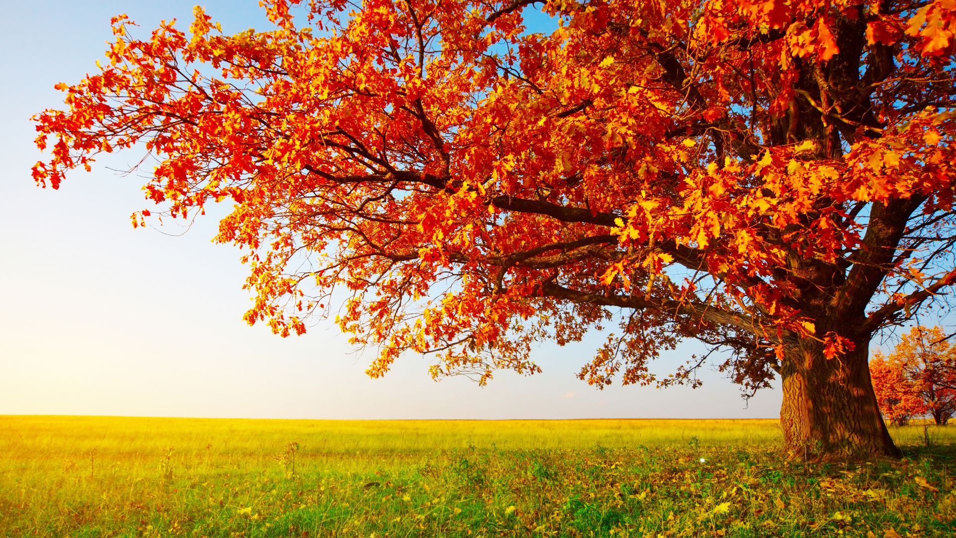 autumn, tree, leaves, field, grass, 8k (horizontal)