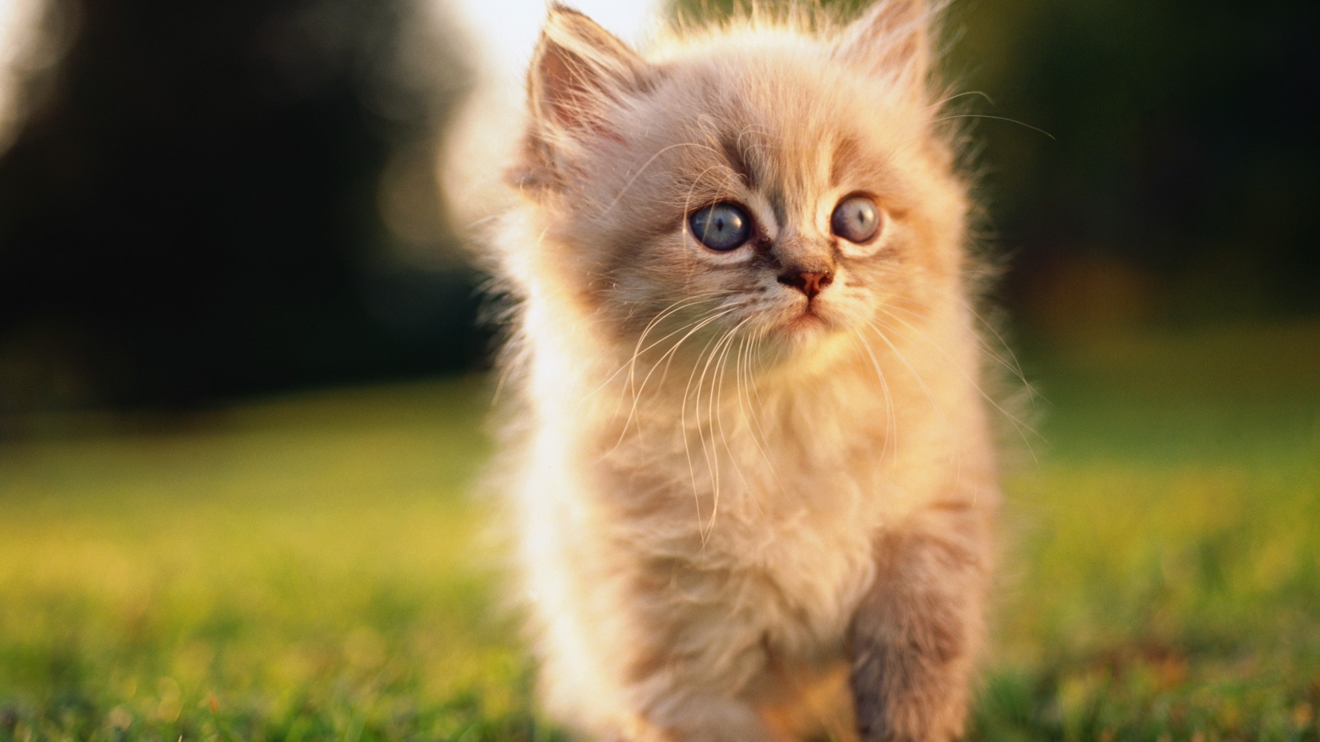 Cat, kitten, blue, eyes, gray, wool, cute, animal, pet, green grass, nature (horizontal)