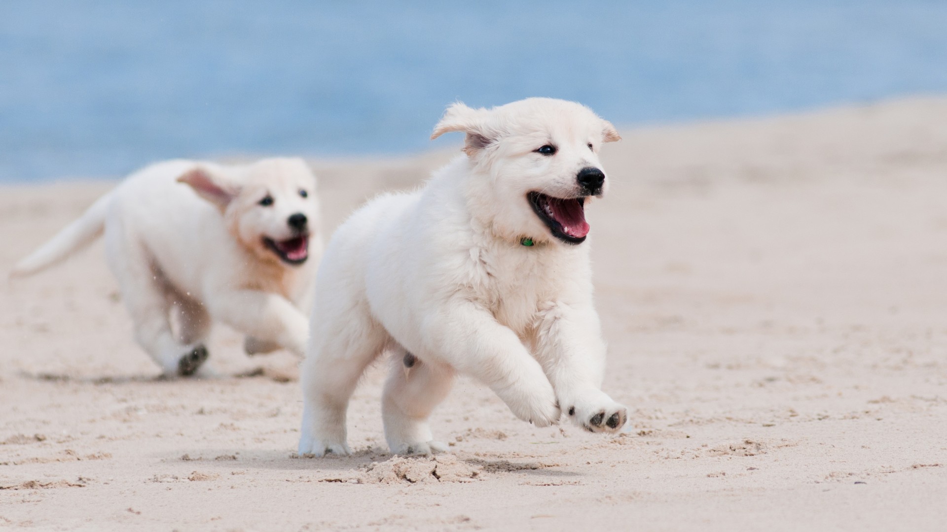 Dog, puppy, white, animal, pet, beach, sand, sea (horizontal)