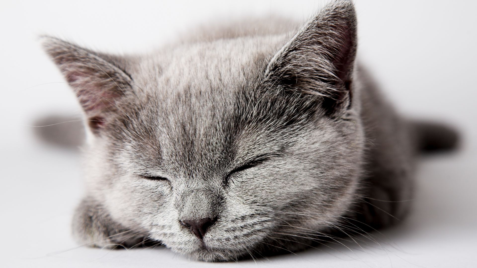 cat, cute, sleep, 5k (horizontal)