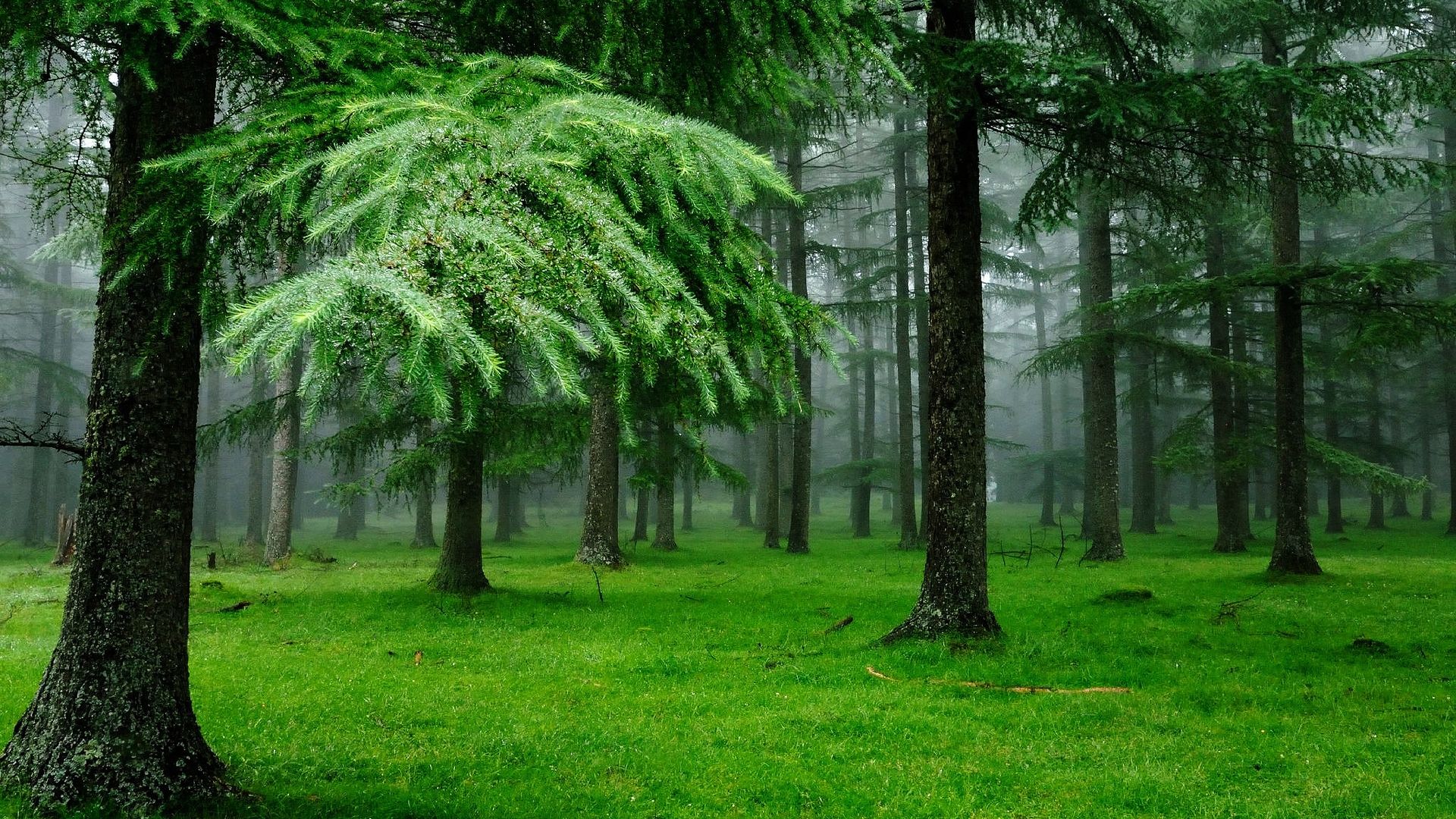 forest, grass, trees, 4k (horizontal)