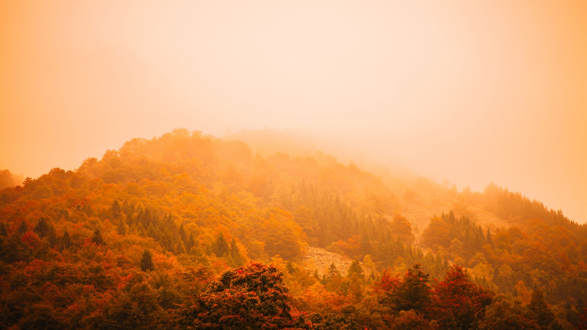 fog, autumn, forest, mountain, 5k (horizontal)
