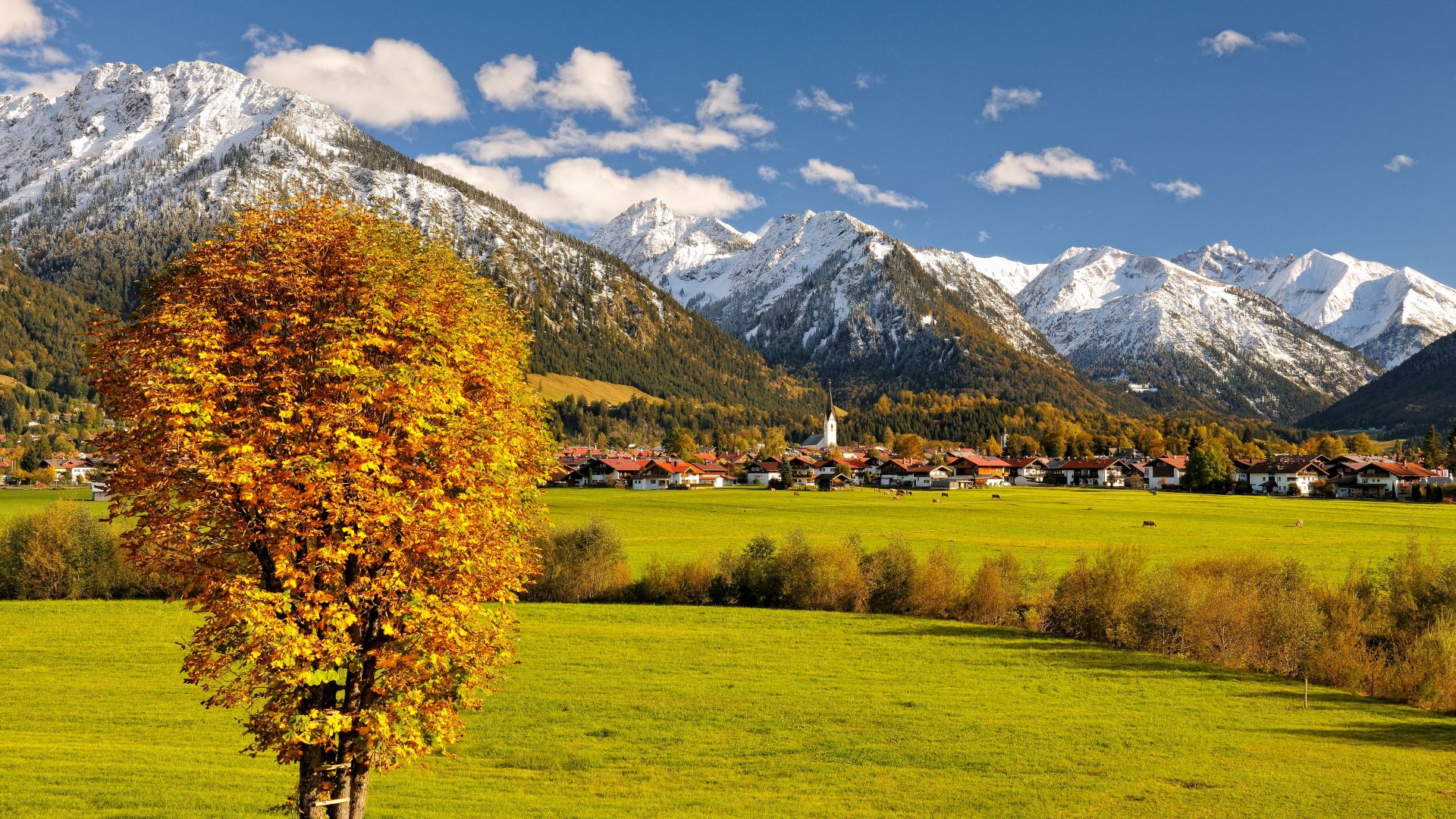 Allgaeu, Germany, Europe, mountains, autumn, tree, 5k (horizontal)