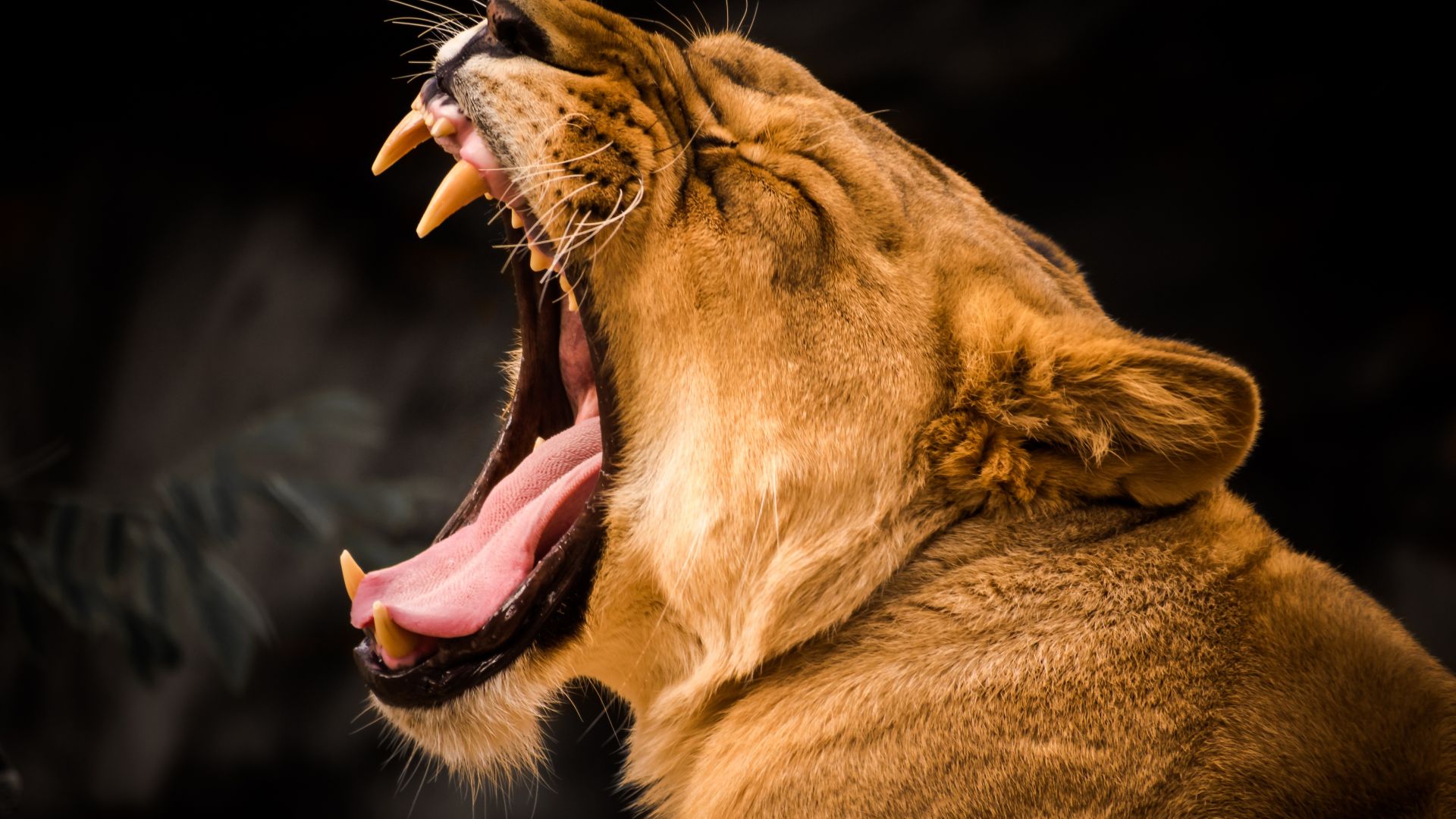 lion, roaring, 4k (horizontal)