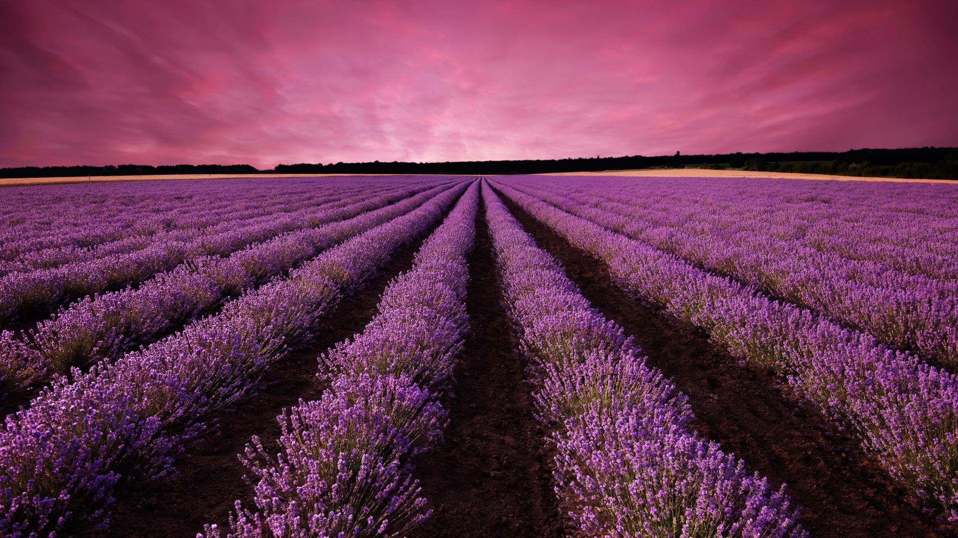 lavender, field, sky, mountain, Provence, France, Europe, 5k (horizontal)