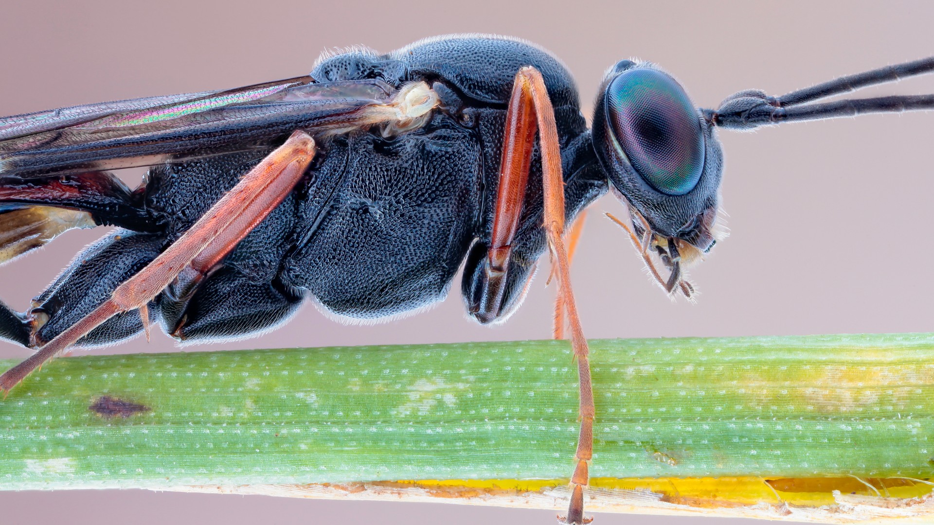 Slender Parasite, insects, macro, eyes, black, nature, legs, antennae (horizontal)