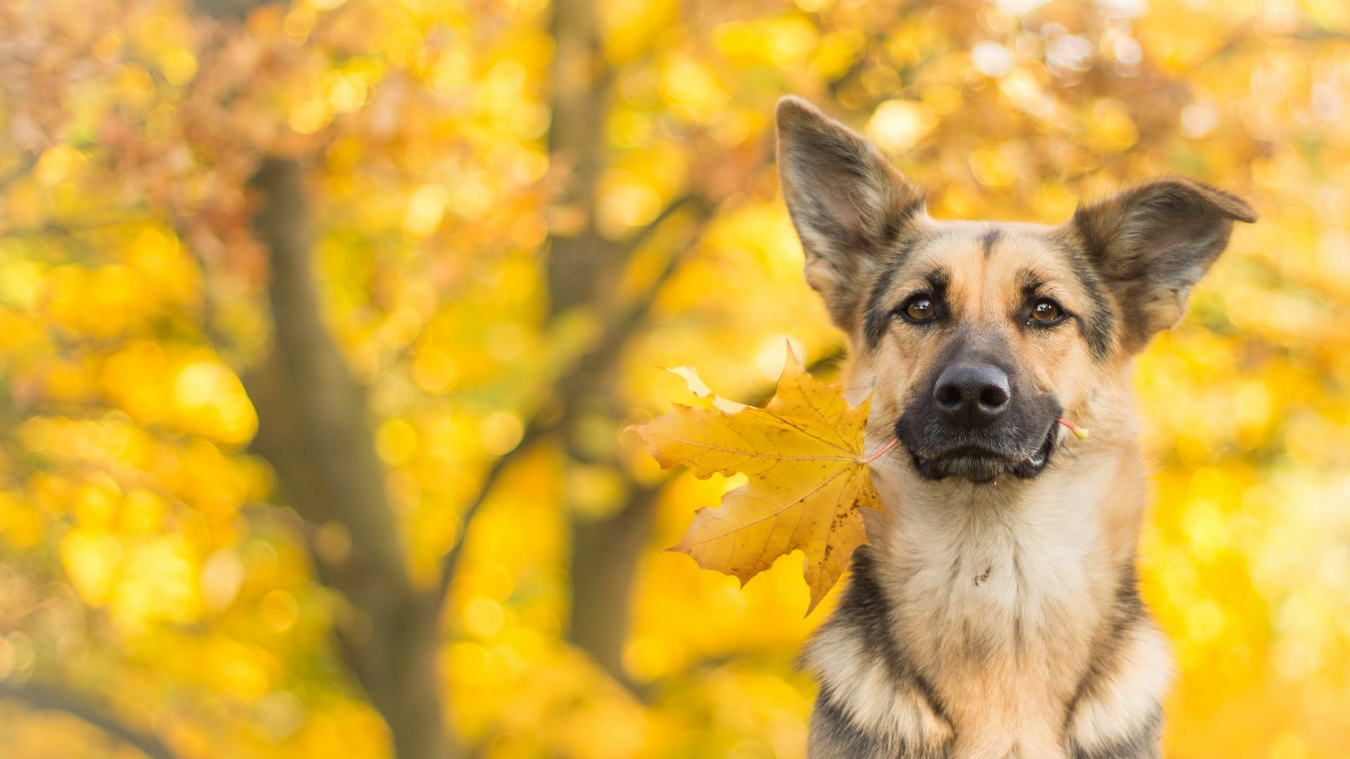 dog, cute animals, leaves, autumn, 4k (horizontal)