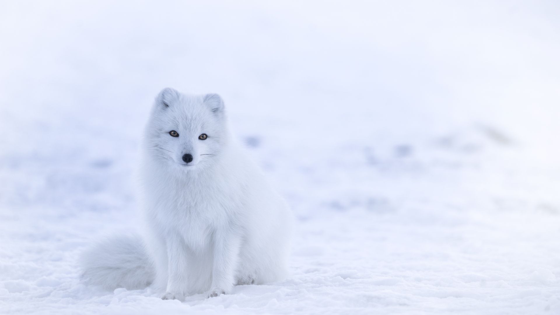 arctic fox, cute animals, winter, snow, white, 8k (horizontal)