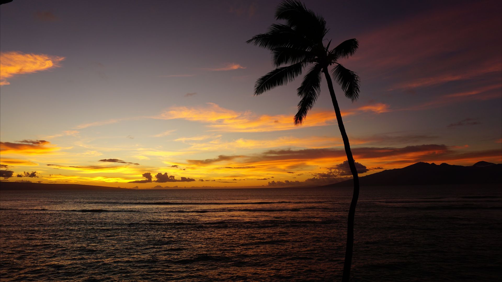 Maui, Hawaii, ocean, palm, sunset, 5k (horizontal)