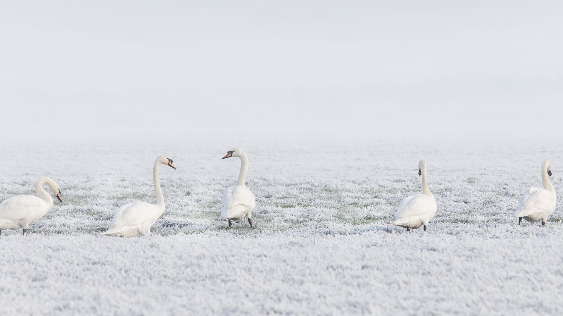 winter, swans, snow, 8k (horizontal)