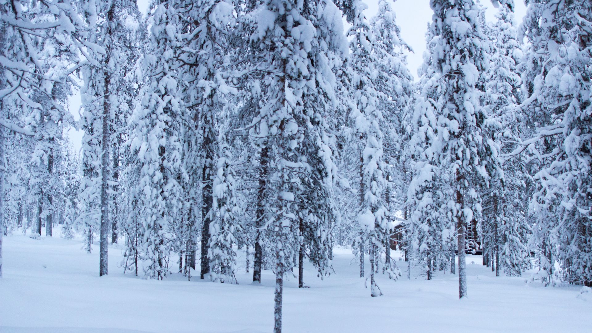 forest, trees, snow, winter, 5k (horizontal)