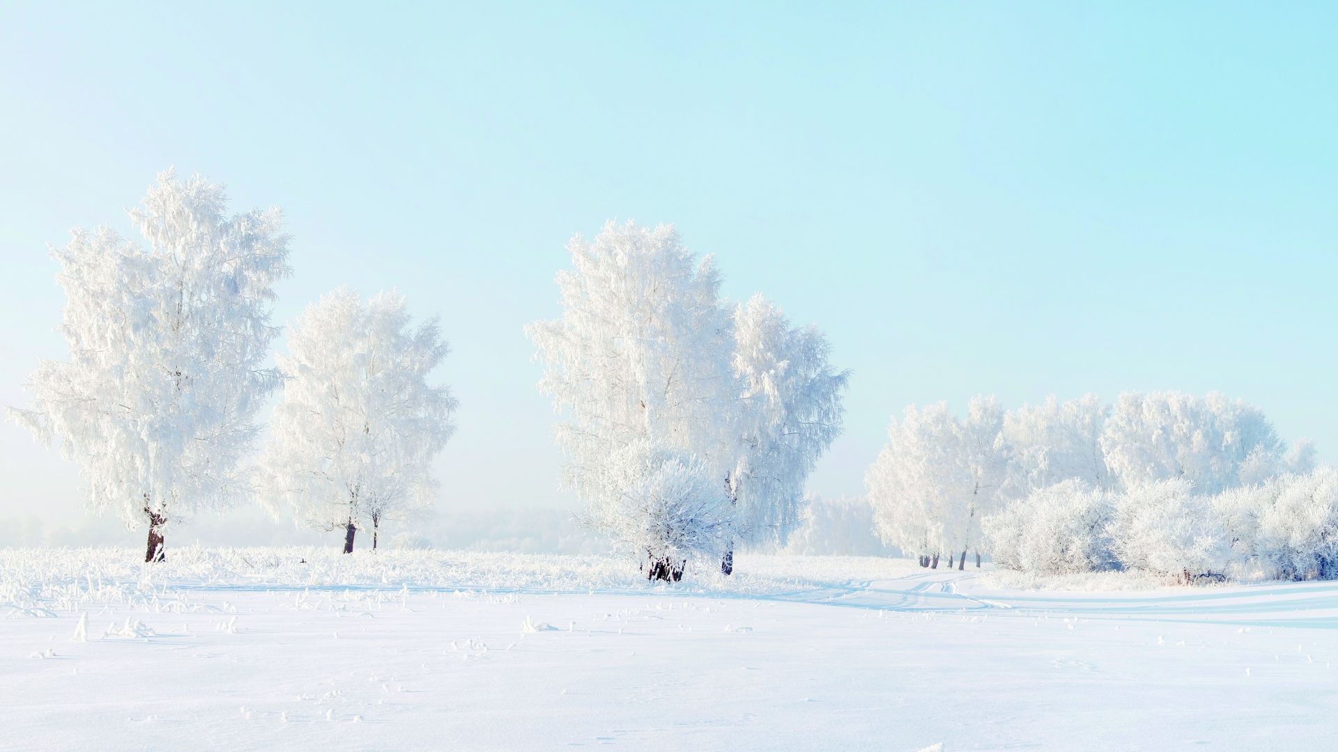trees, snow, winter, 4k (horizontal)
