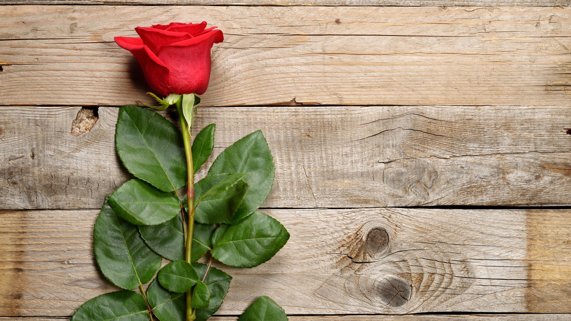 rose, flower, 5k (horizontal)