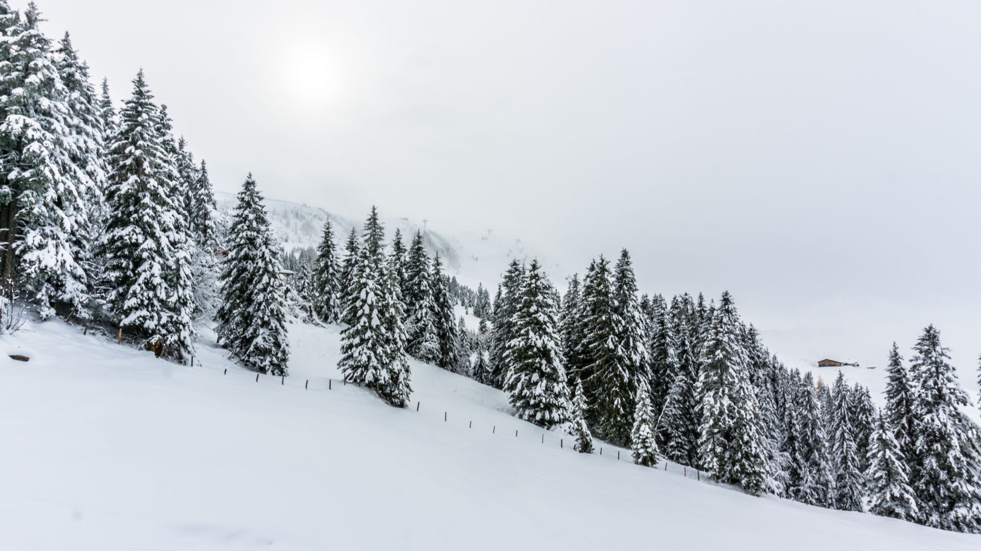 forest, tree, snow, winter, 5k (horizontal)