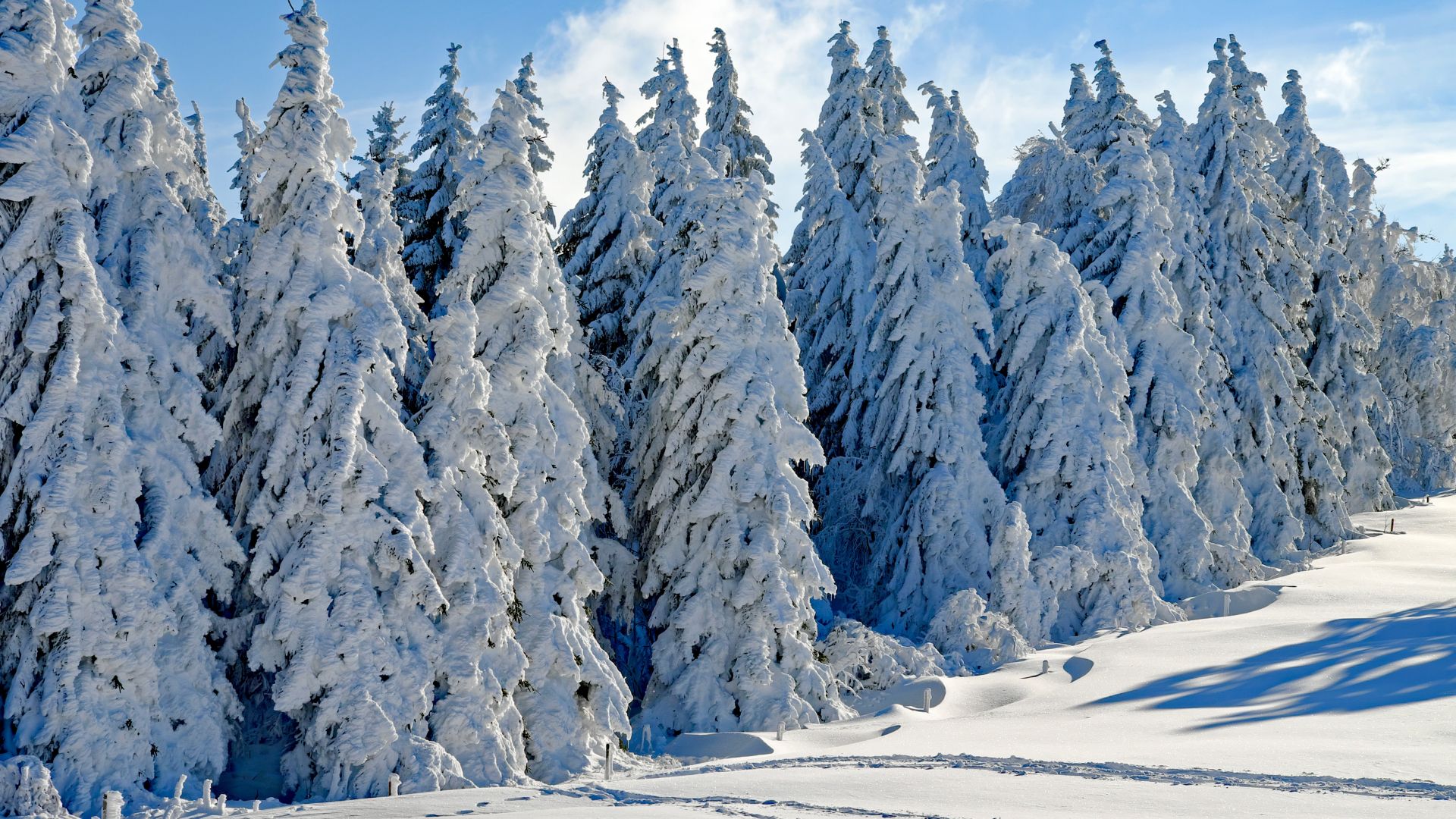 forest, tree, snow, winter, 4k (horizontal)