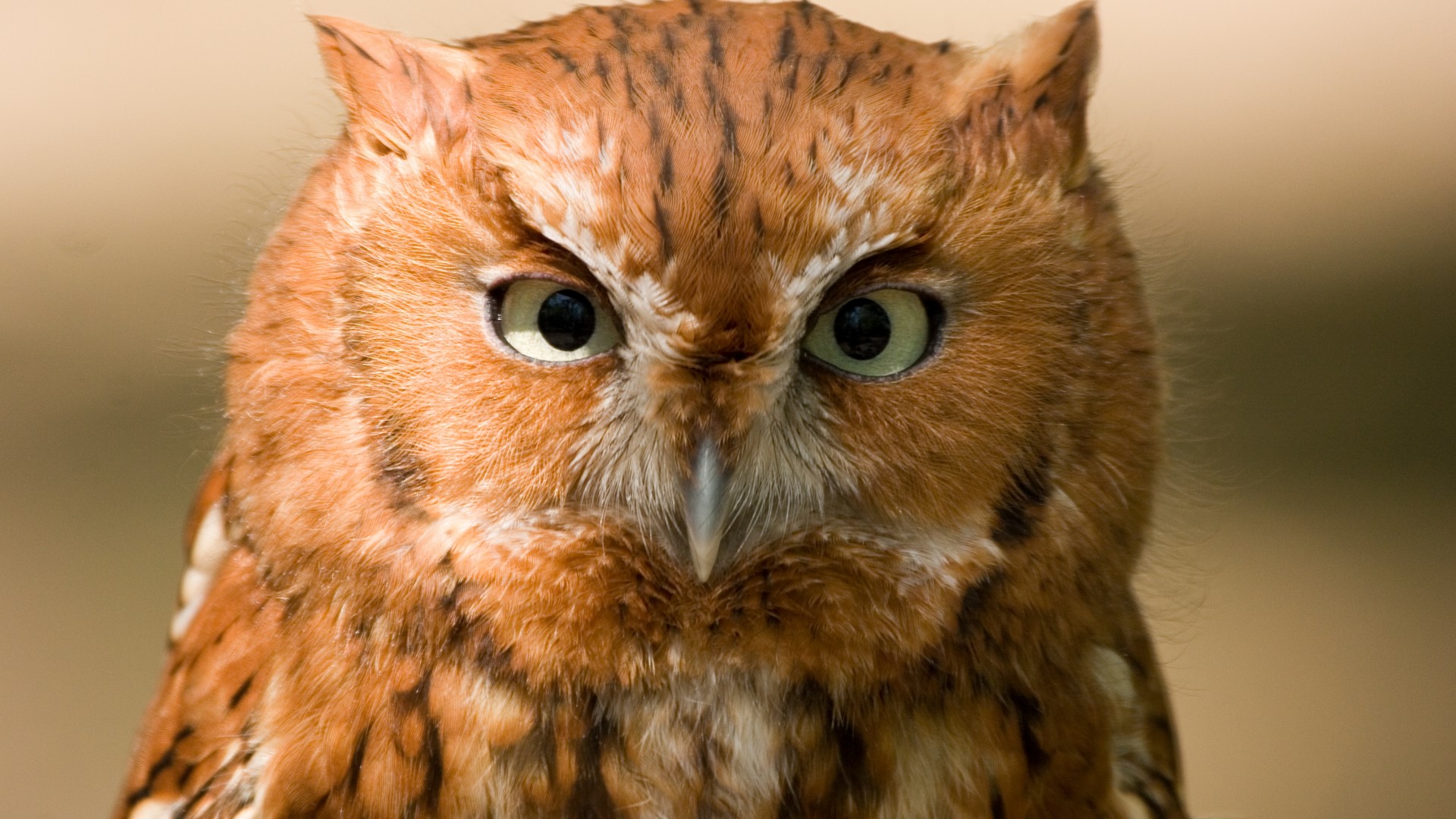 Owl, Eastern Screech, 5k, 4k wallpaper, red, bird, eyes, green, close, nature (horizontal)