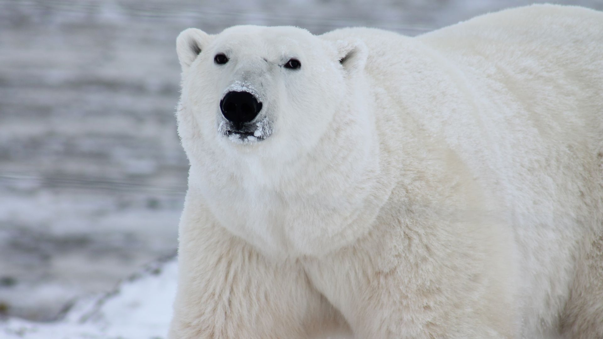 polar bear, cute animals, 4k (horizontal)