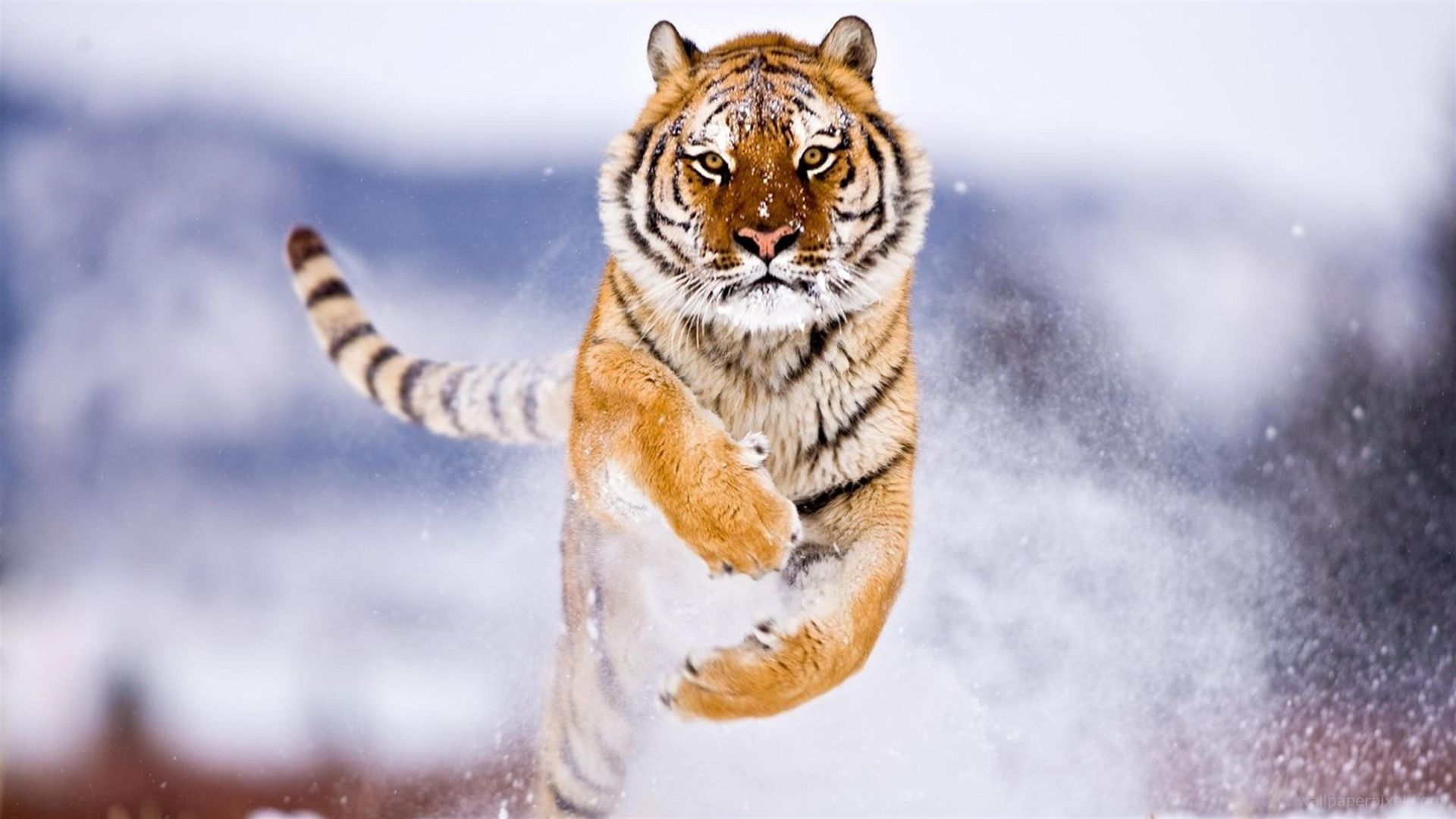 tiger, cute animals, snow, winter, 8k (horizontal)