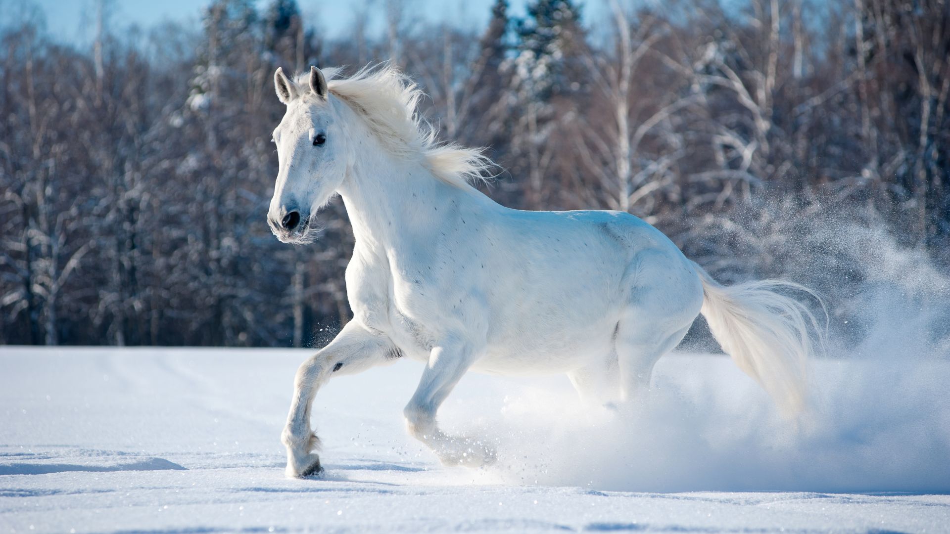horse, cute animals, snow, winter, 5k (horizontal)