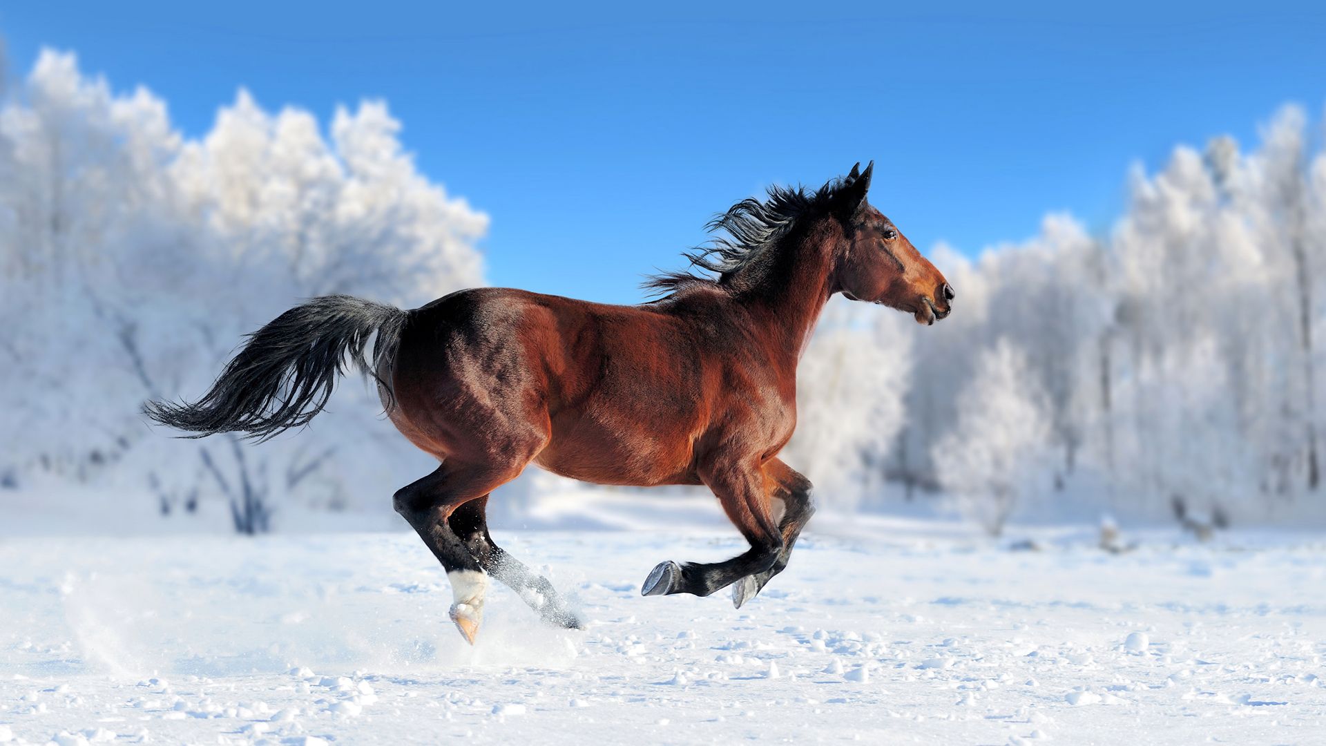 horse, cute animals, snow, winter, 4k (horizontal)