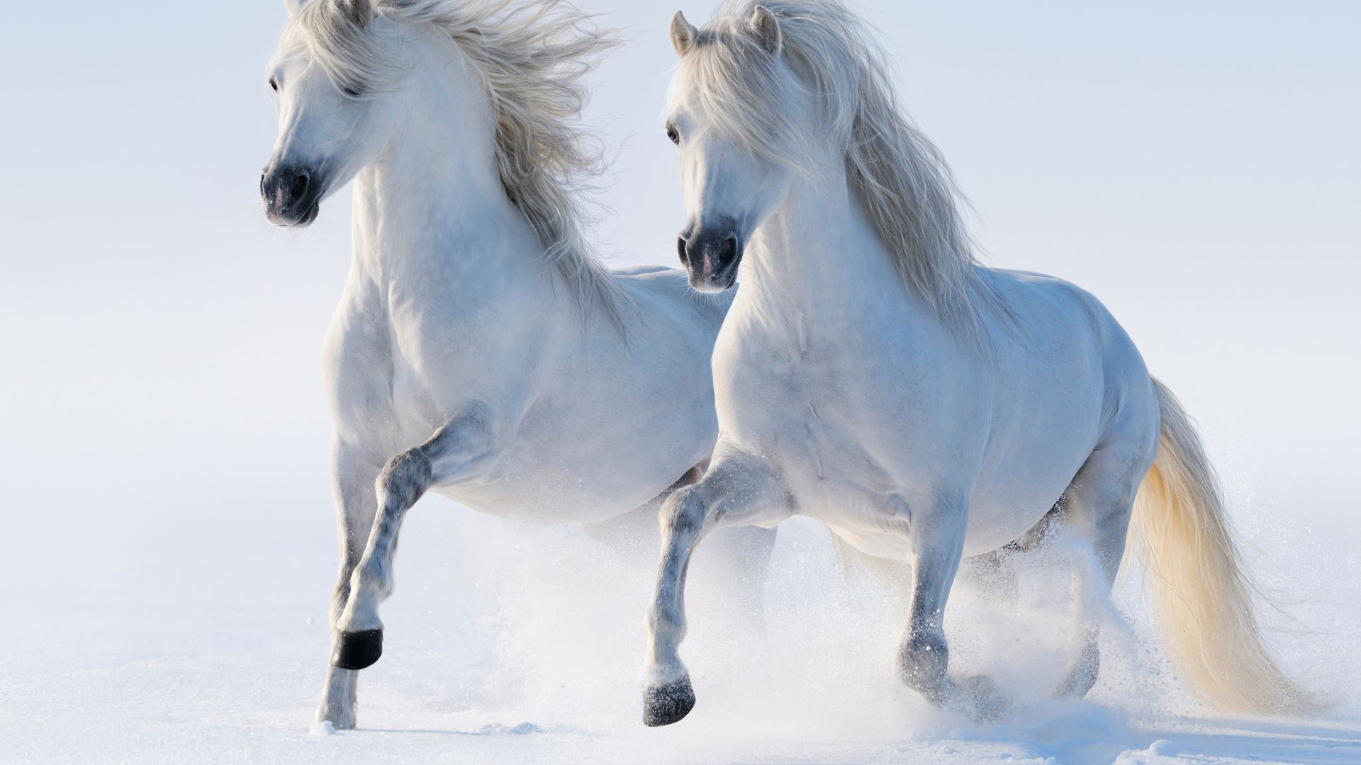 horses, cute animals, snow, winter, 5k (horizontal)