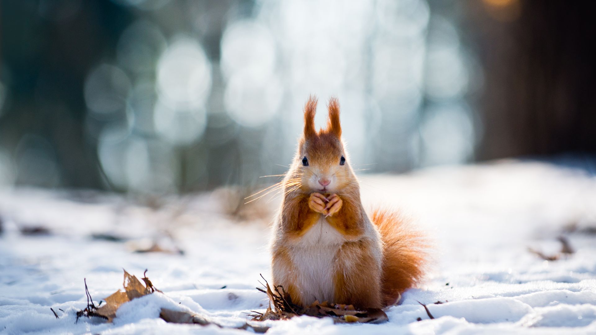 squirrel, cute animals, snow, winter, 4k (horizontal)