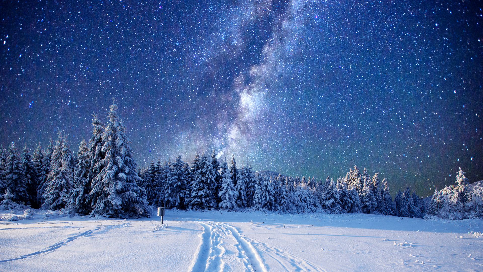forest, snow, winter, sky, stars, night, 5k (horizontal)
