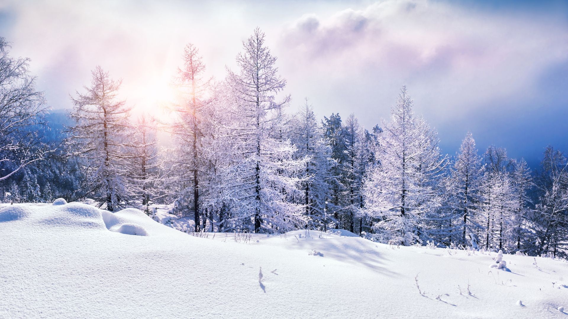 forest, snow, winter, clouds, 8k (horizontal)