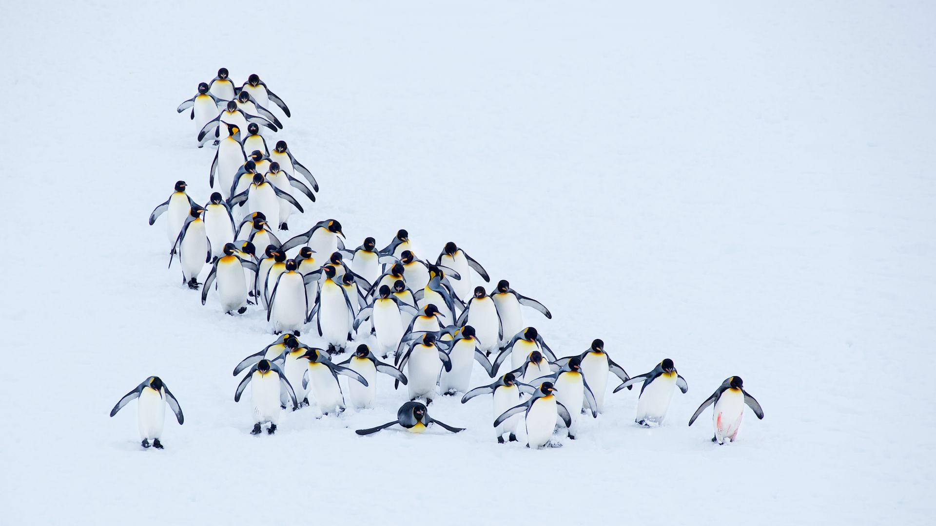 penguins, snow, winter, 4k (horizontal)