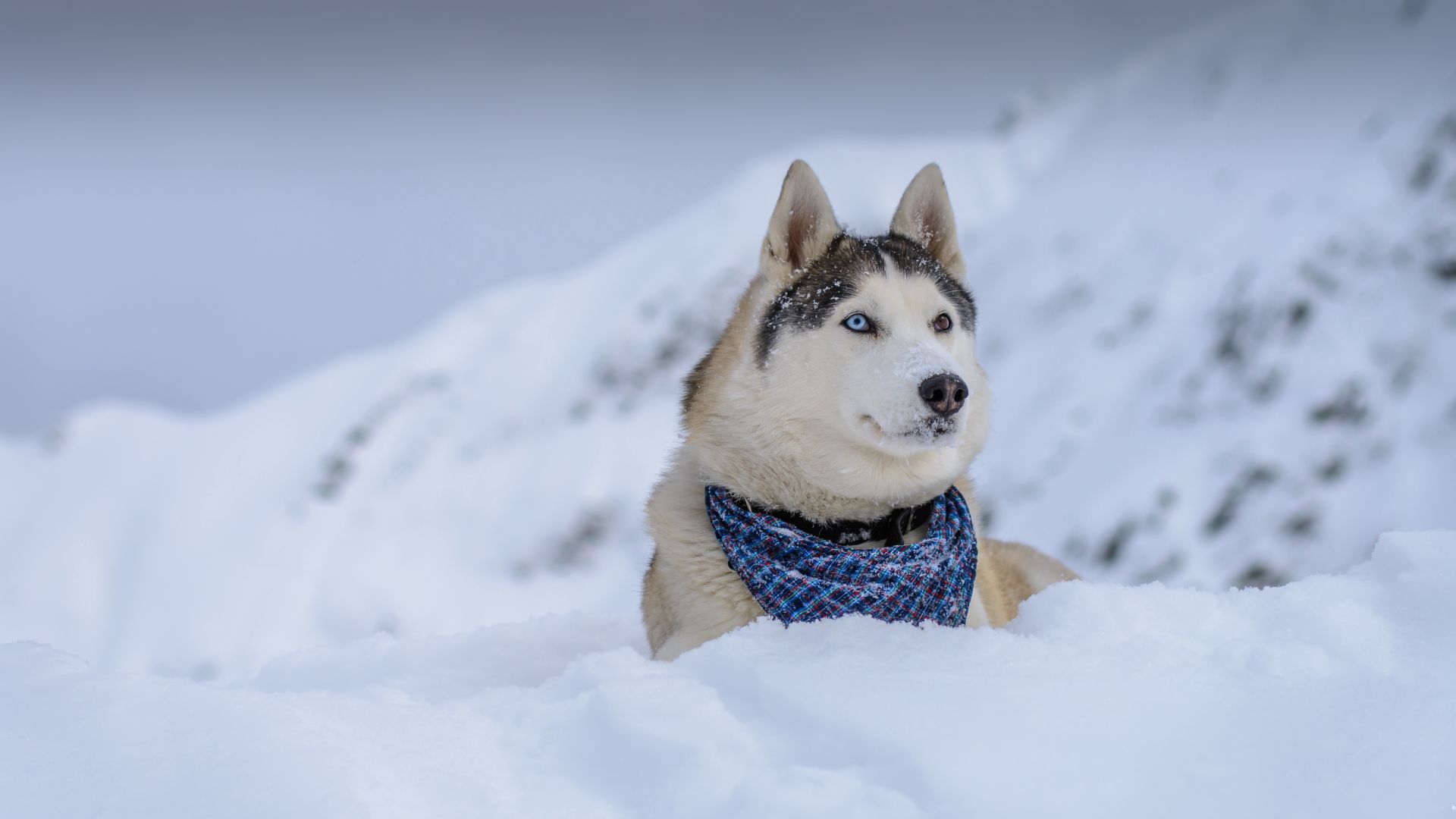 dog, husky, cute animals, snow, winter, 5k (horizontal)