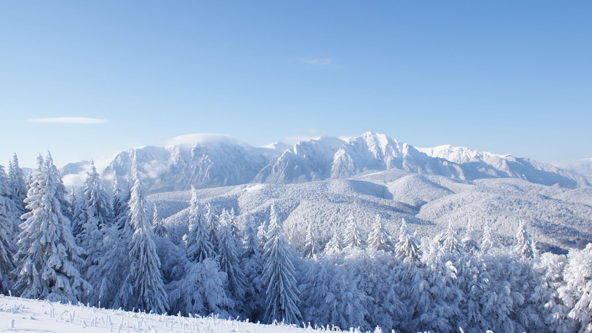 mountains, forest, trees, snow, winter, 4k (horizontal)