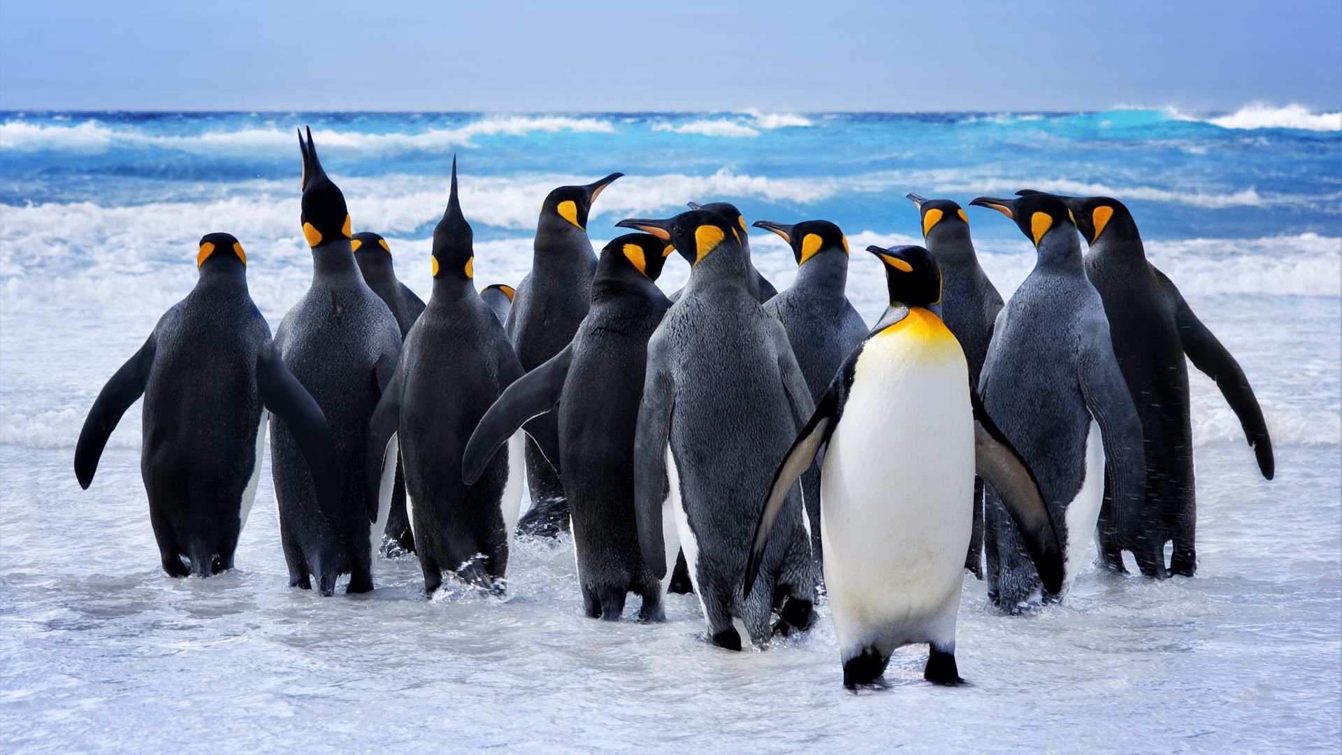 penguins, ocean, 8k (horizontal)