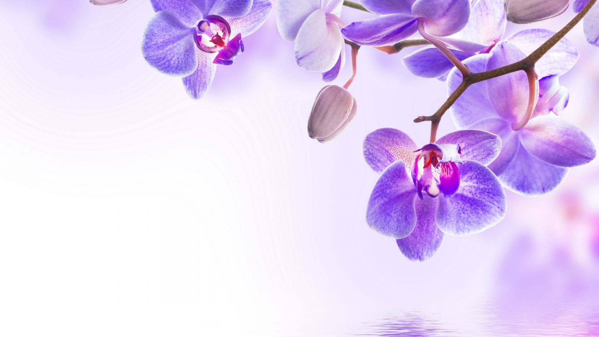 orchid, flower, 4k (horizontal)