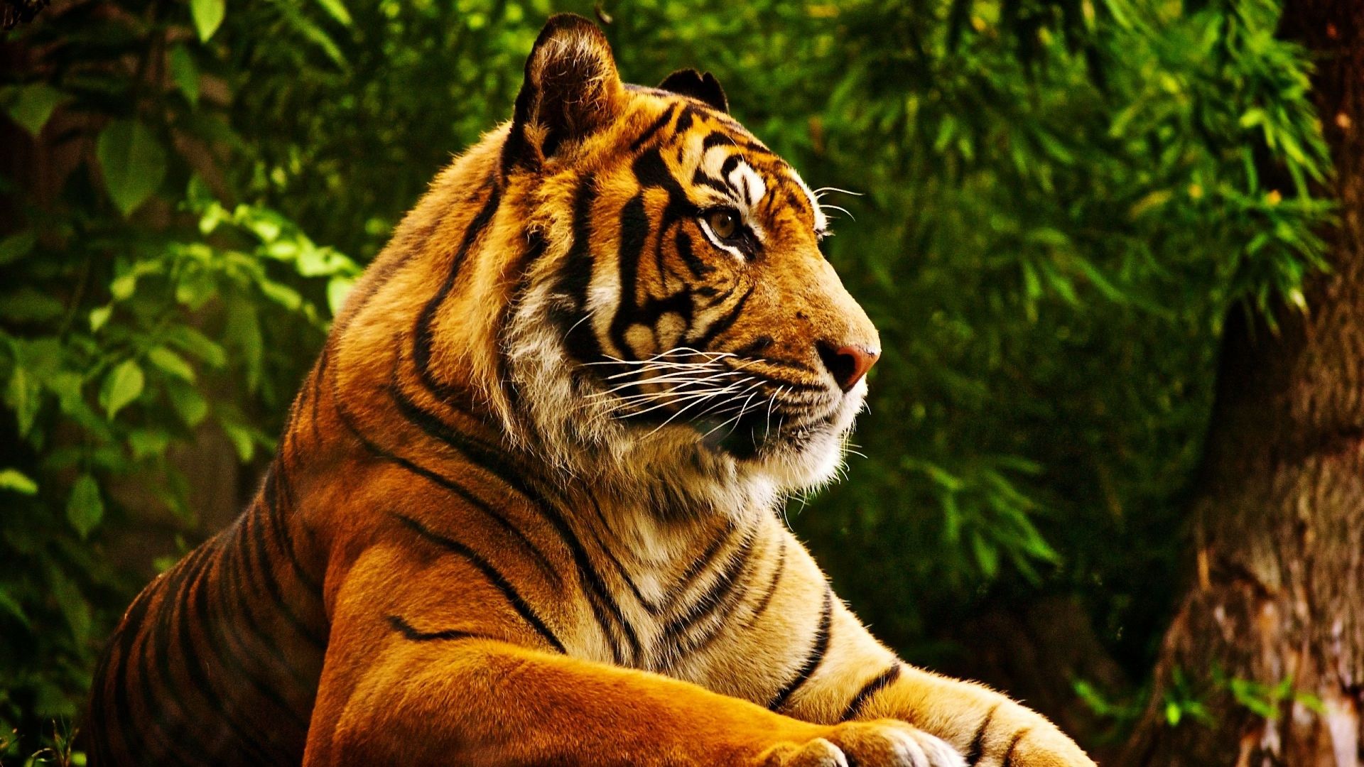 tiger, cute animals, 4k (horizontal)
