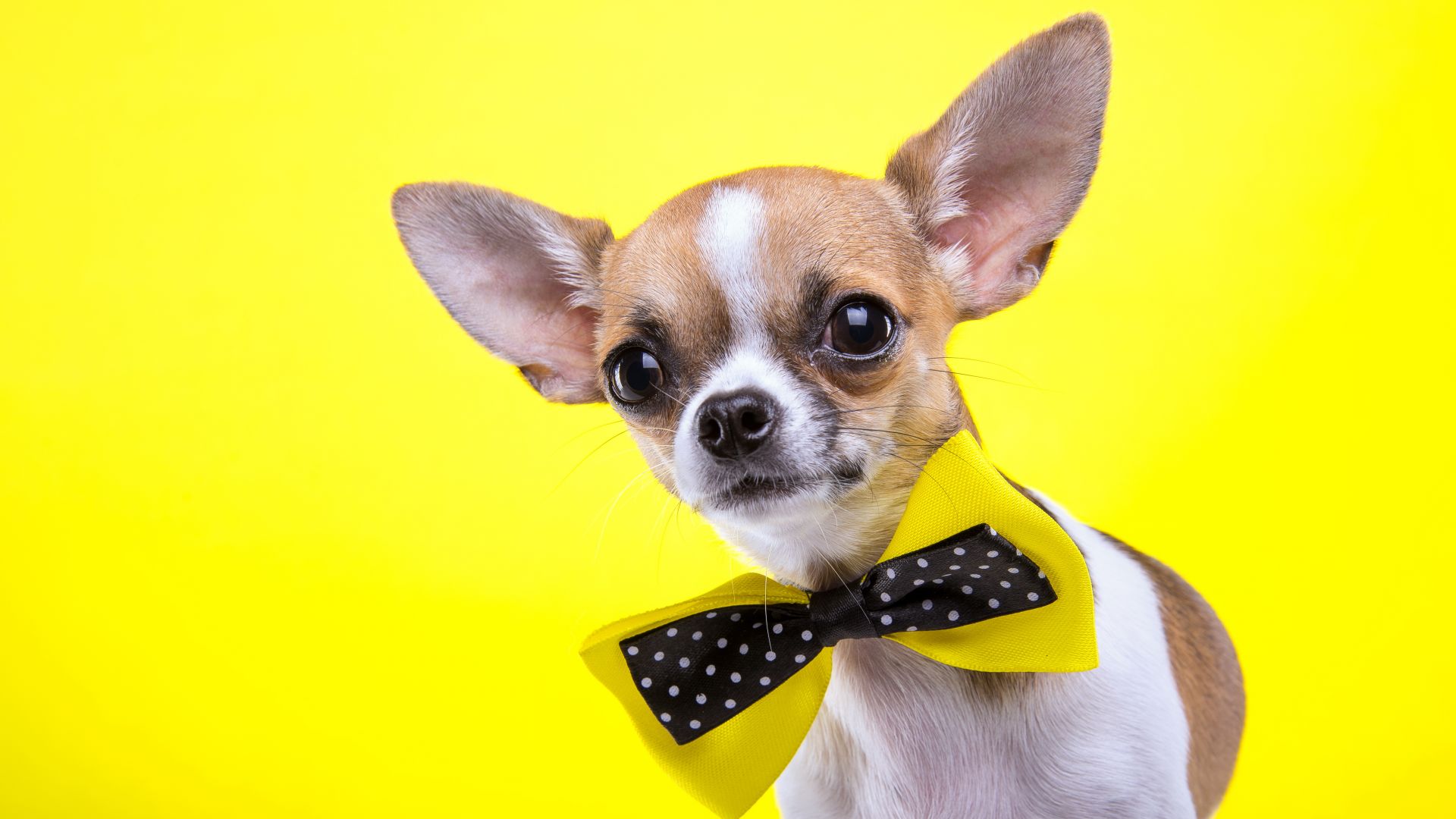Chihuahua, dog, cute animals, yellow, 5k (horizontal)
