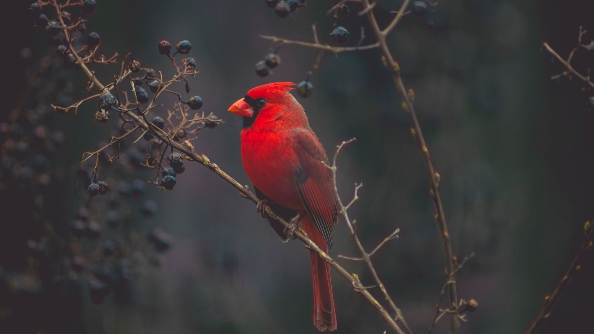 Cardinal, Red bird, bird, 4K (horizontal)