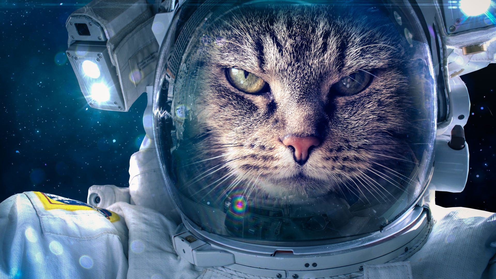 Astronaut, Funny animals, Cat, 5K (horizontal)