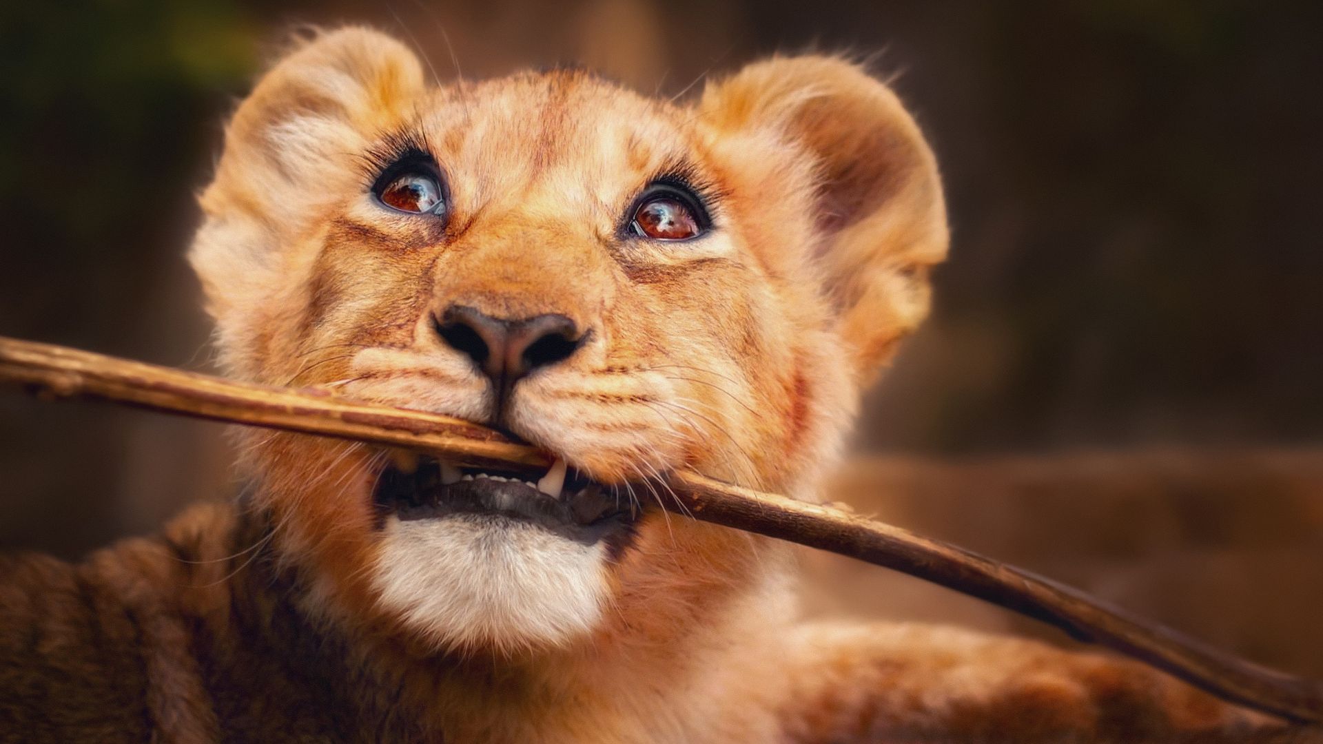 Lion, funny animals, 4K (horizontal)