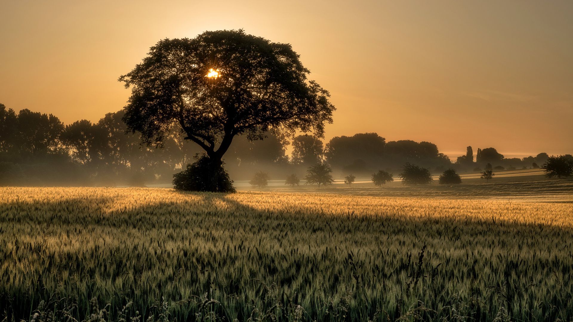 sunset, tree, field, 4K (horizontal)