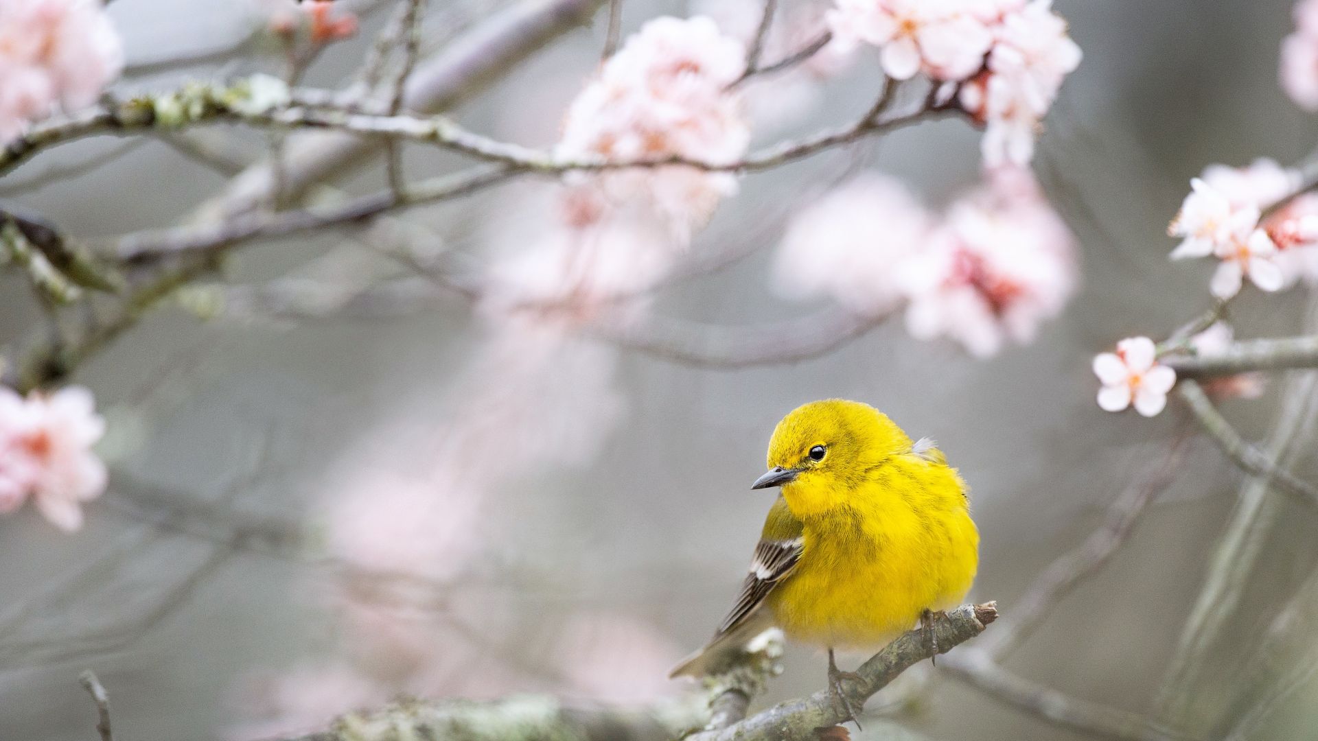 Pine Warbler, bird, yellow, 4K (horizontal)