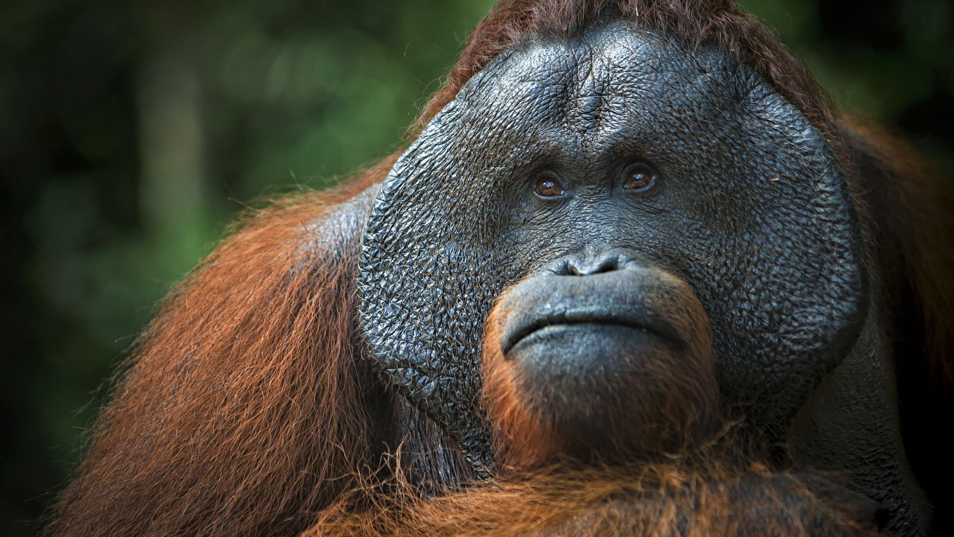 Orangutan, brown, 4K (horizontal)