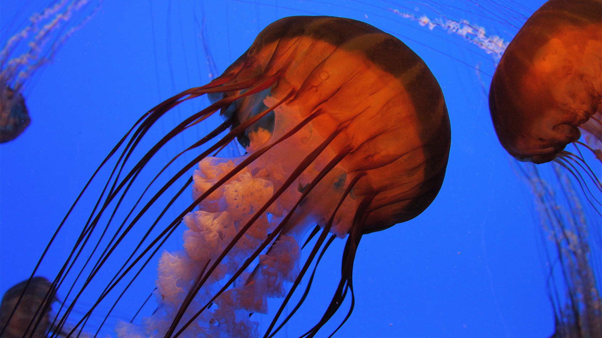 Jellyfish, 4k, 5k wallpaper, Pacific sea nettle, Georgia, Atlanta, diving, tourism, Aquarium, water, blue, orange (horizontal)