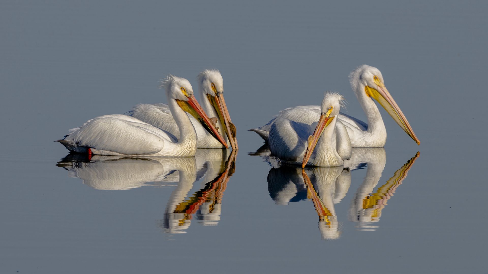 Pelican, bird, reflection, 4K (horizontal)