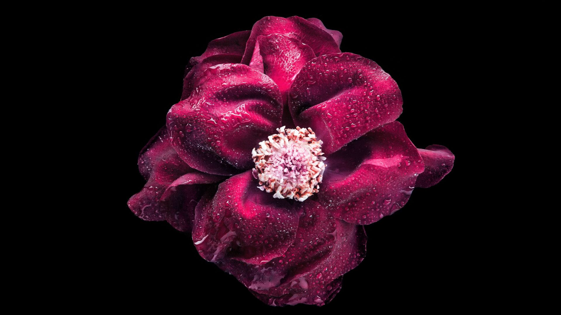 flower, purple, 4K (horizontal)