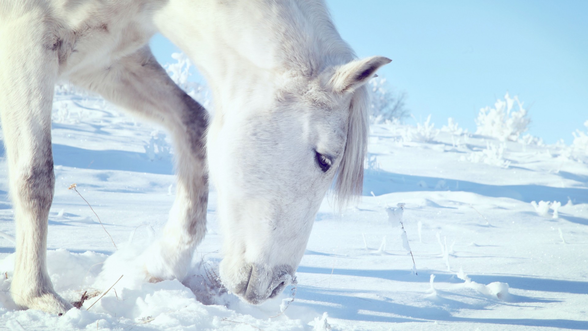 Horse, hooves, mane, white, snow, winter, close (horizontal)