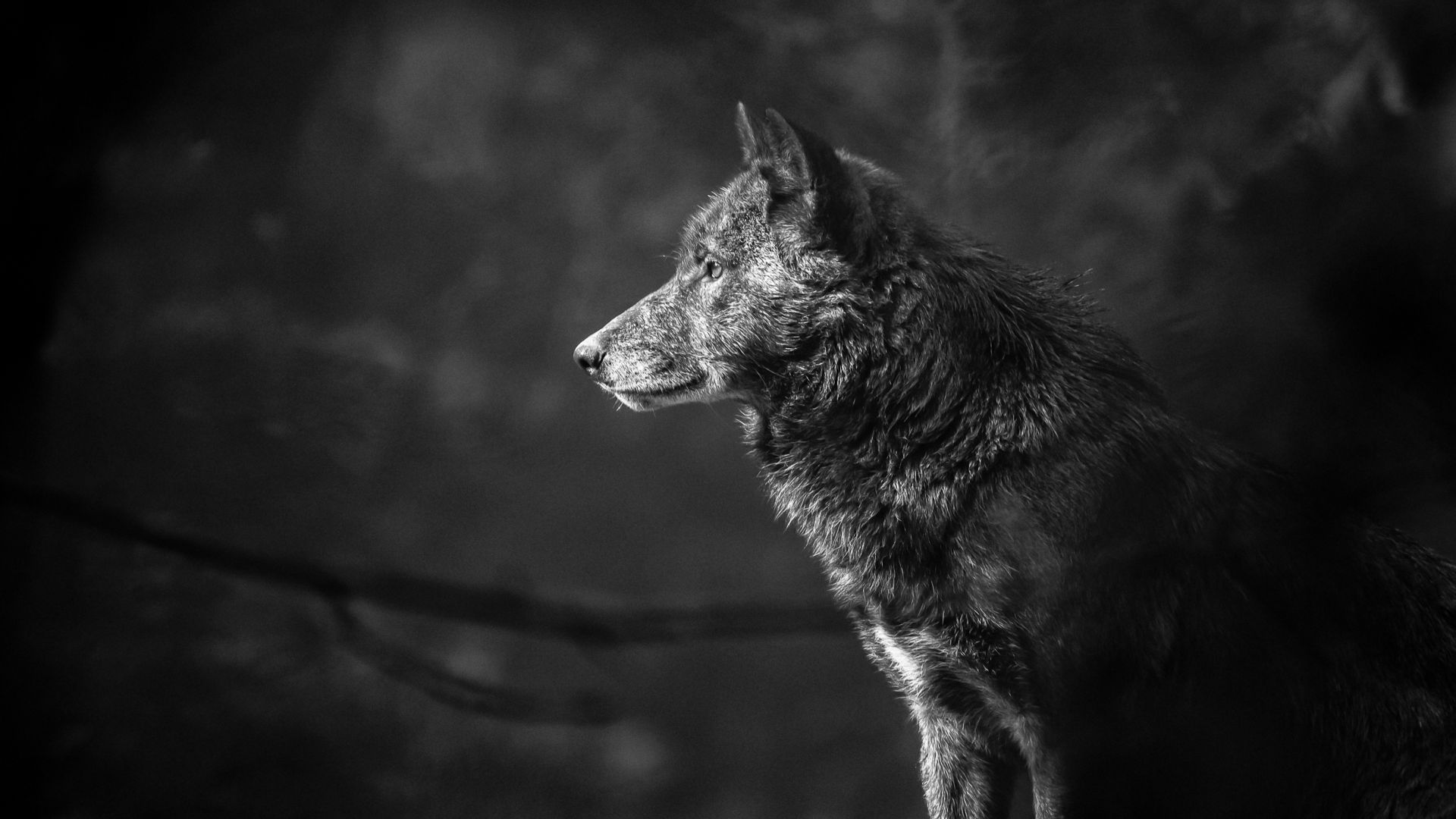 Wolf, black, 4K (horizontal)