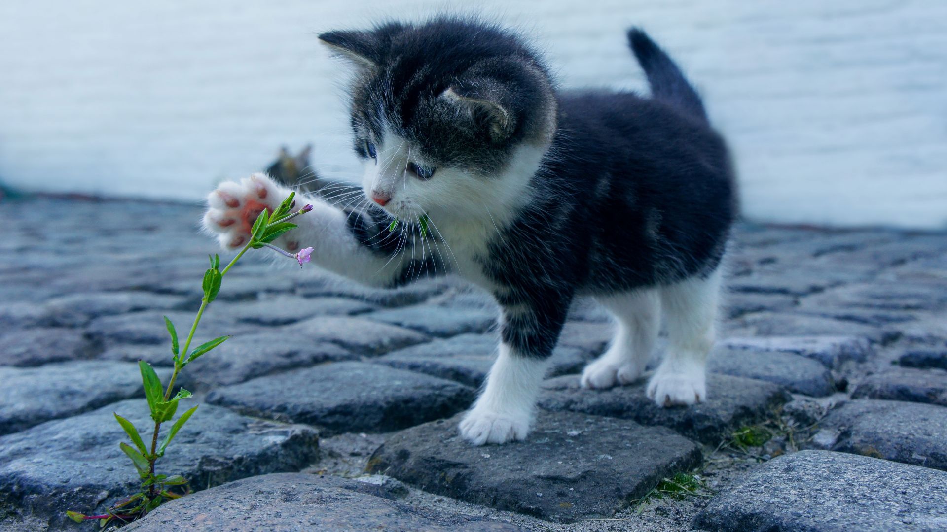 Kitten, funny animals, flower, 4K (horizontal)