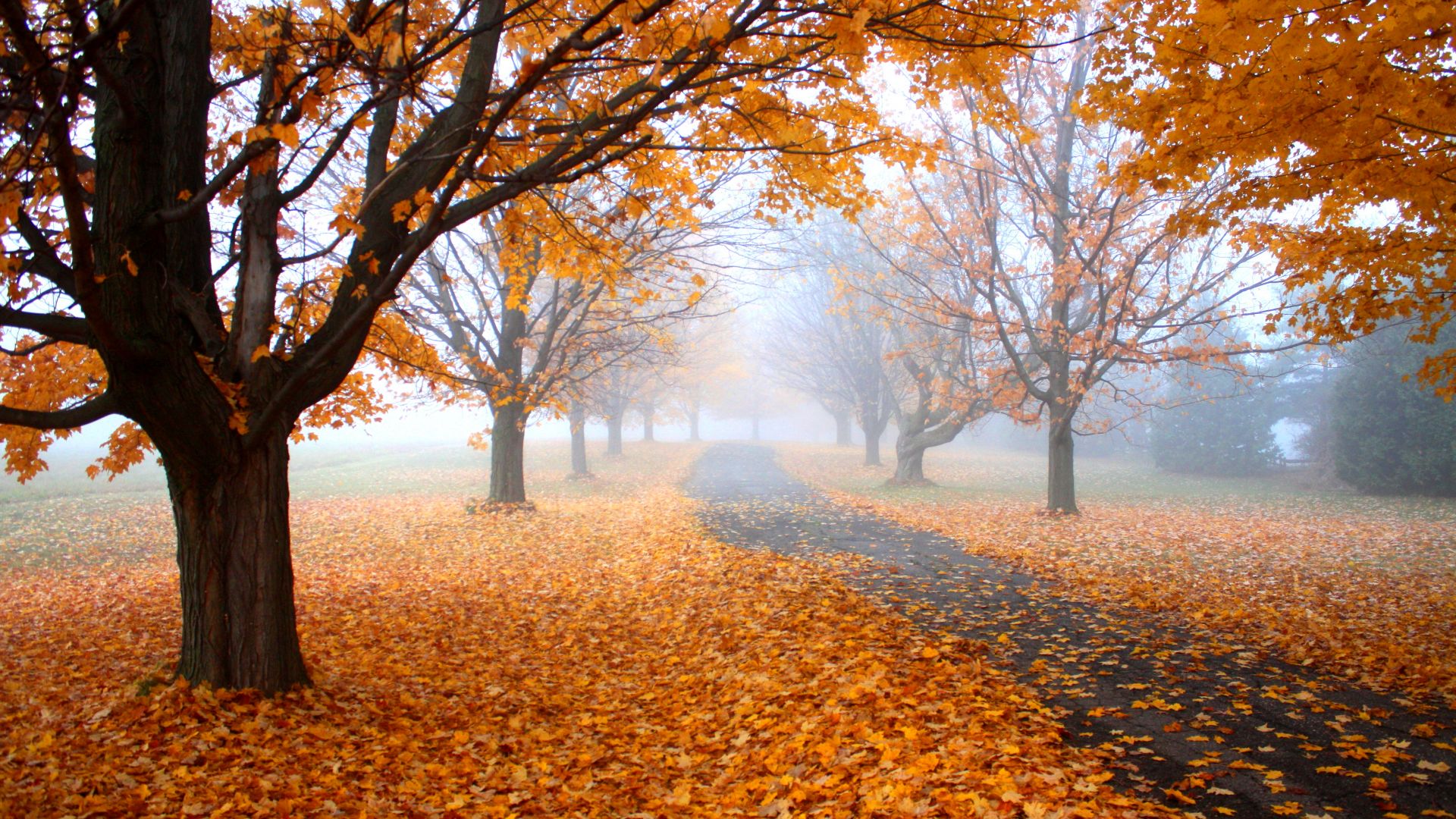Autumn, leaves, tree, yellow, 4K (horizontal)