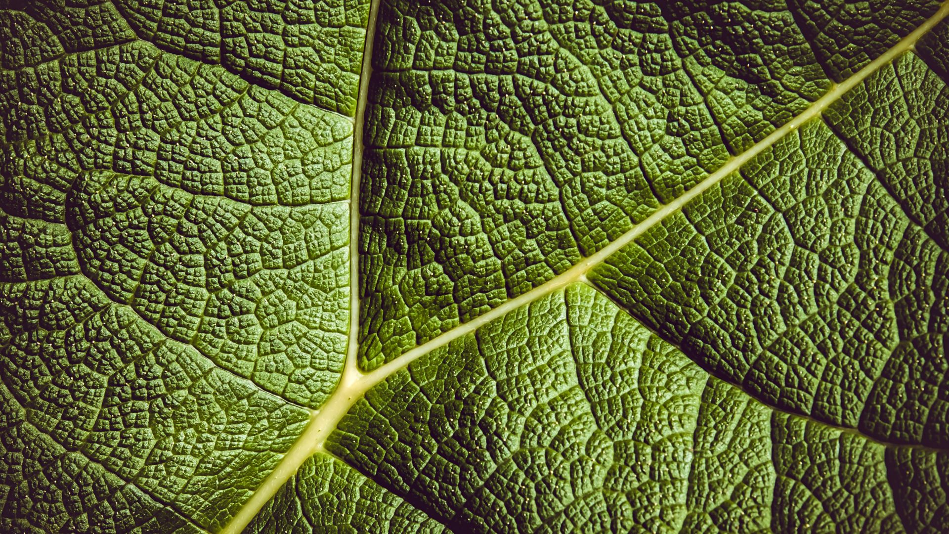 leaf, green, 5K (horizontal)